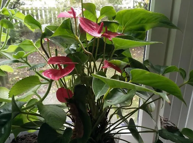 2 Bedrooms Furnished Semi- Basement Close To Everything In * Moss